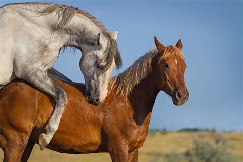 horse mating meaning|Understanding Horse Mating With Detailed Pictures